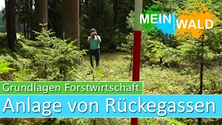 Anlage von Rückegassen - Das musst du wissen!