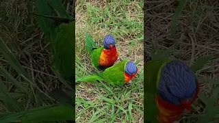 Australian Rainbow Lorikeets.  Campbelltown.