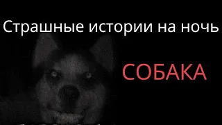 Страшные истории на ночь. Собака