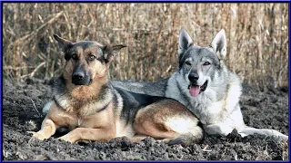 Удивительная  история о дружбе волка с собакой!