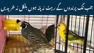 College road birds market Rawalpindi exoctic and rare birds prices@zakirhussainshah6234