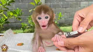 Nanny takes care of baby monkey Yumy's nails when she sleeps