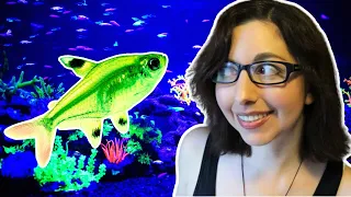 GloFish Pristella Tetra Care Guide | GloFish Care Guide Series Ep. 9 | X-ray Tetra