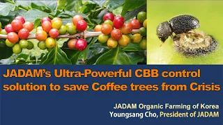 JADAM’s Ultra-Powerful Coffee Berry Borer(CBB) control solution to save Coffee trees from Crisis