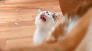 Hungry Kitten meowing doesn't want affection & only wants food - Rescued Kitten