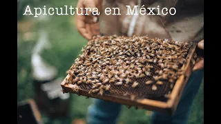 Apicultura, Miel y Abejas en México