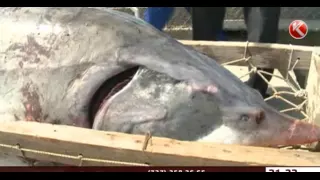 Атырауские рыбаки поймали гигантскую белугу