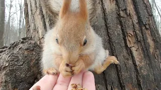 Про милых белок / About cute squirrels