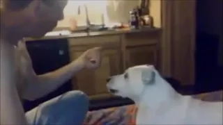 El perro reacciona casi como humano ante truco de magia. Que lindo.