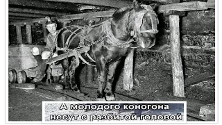 А МОЛОДОГО КОНОГОНА...