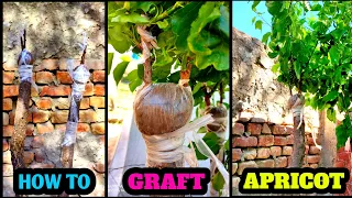 How to graft an apricot | Apricot Grafting technique