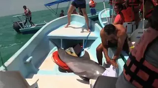 Mexican Dolphin jumps in the boat