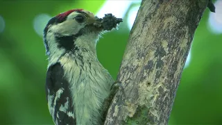 Górna Wisła. Lasy łęgowe, wyspy i starorzecza