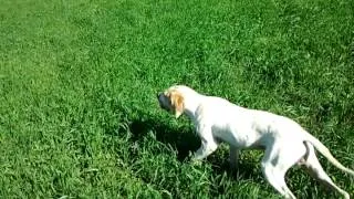 engleski poenter ares - marka na jarebice (english pointer and partridge)