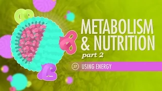 Metabolism & Nutrition, Part 2: Crash Course Anatomy & Physiology #37
