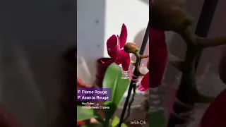 Phal. Flame Rouge или Phal. Asanta Rouge атласная шёлковая орхидея фаленопсис #shorts #orchids