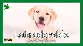 Labradorable - Cute Labrador Puppies Accompanied by 1 Hour of Relaxing Music.