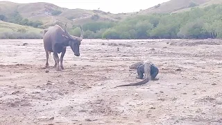 Wild Hunting ||Komodo Fight with Big Buffalo