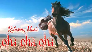 Beautiful Cha Cha Cha Latin Melodies | Relaxing Instrumental MUSIC 2023