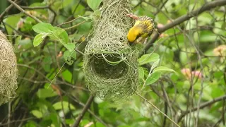 Baya Weaver... pls subscribe🙏