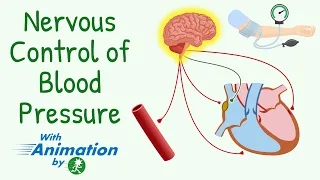 Everything About Nervous Control of Blood Pressure | Short-Term Regulation of Circulation Animation