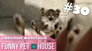 СМЕШНЫЕ ЖИВОТНЫЕ И ПИТОМЦЫ #30 ФЕВРАЛЬ 2019 [Funny Pet House] Смешные животные