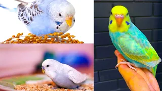 Playing Budgies Sounds for Lonely birds to make them happy | Shahid Parrot
