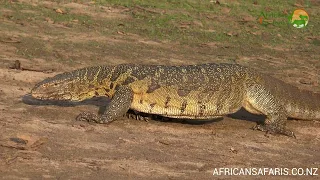 Nile Monitor Lizard - Africa's largest lizard