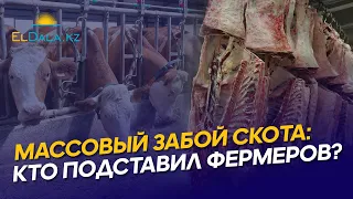 В Казахстане массово забивают скот: кто подумает об ЛПХ и фермерах?
