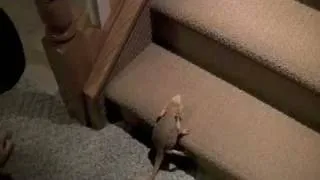 bearded dragon jumping stairs
