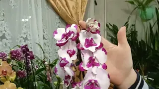 Орхидеи Симферополь недорого.