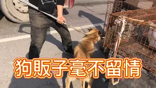 狗販面對咬人的狗毫不留情，狗狗被鉗住脖子，狠狠地摔進鐵籠