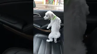 Funny dog poo in car