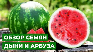 СЛАДКИЕ ЯГОДКИ В НАШЕМ САДУ | Выращивание рассады дыни и арбуза