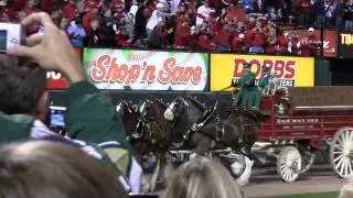 Budweiser Clydesdales take the field before 2011 World Series Game 2