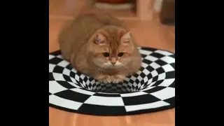 Реакция собак и кота на 3D ковёр