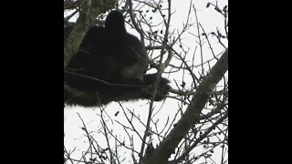 Black Bears: Cub sleeps while Mother eats #shorts