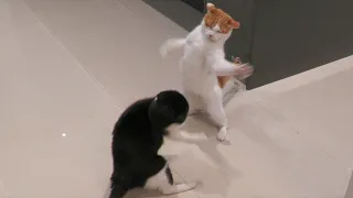 Fastest Cat Slaps