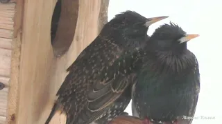 Скворцы в шоке.  Опять зима в апреле. The starlings are shocked. It's winter again in April.