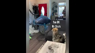 Pranking Dogs With Floating Shark
