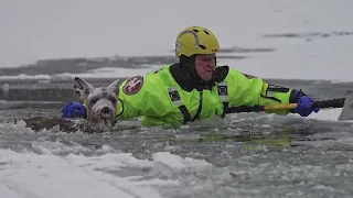 Deer Fallen Through The Ice Gets Rescued