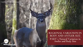 Part 1 - Regional Variation in Antler and Body Size: Is it Nutrition or Genetics?