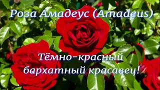 Роза Амадеус (Amadeus). Тёмно-красный бархатный красавец! Питомник растений Е. Иващенко