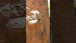 Monkey Park In Tenerife