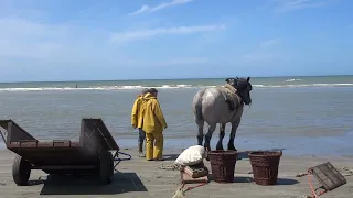 Garnalenvissers van Oostduinkerke