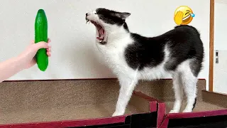 😅🐶 You Laugh You Lose Dogs And Cats 😂😸 Funny Animal Moments # 25