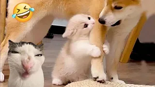 Funny ANIMALS videos😊 Funniest Cats and Dogs 2024 😹🐶 Part 20