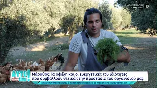 Μάραθος: Τα οφέλη και οι ευεργετικές του ιδιότητες που συμβάλλουν στην προστασία του οργανισμού μας