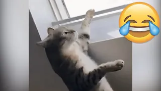 PAWS UP! Funny Cats Fails - Try Not To Laugh Cats || PETASTIC 🐾