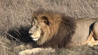 УРА! Неожиданная встреча с этим львиным прайдом!🦁🐆 ВСЕ КРАСАВЦЫ!😍 К львам прилетели вороны!🦅